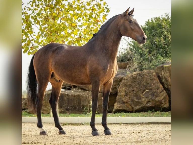 Lusitanien Hongre 5 Ans 165 cm Bai in Lisboa