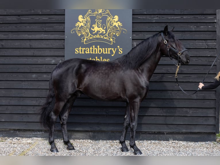 Lusitanien Hongre 5 Ans 165 cm Noir in ESSEX