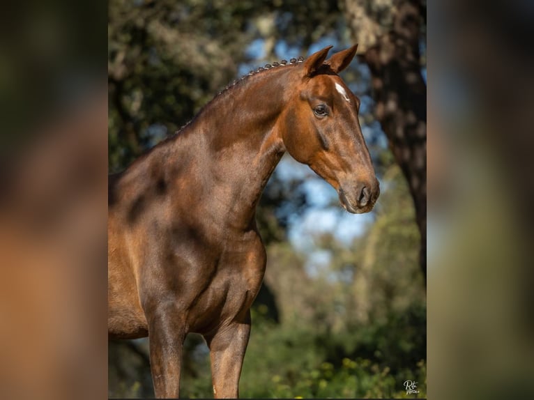 Lusitanien Hongre 5 Ans 167 cm Alezan in Cascais