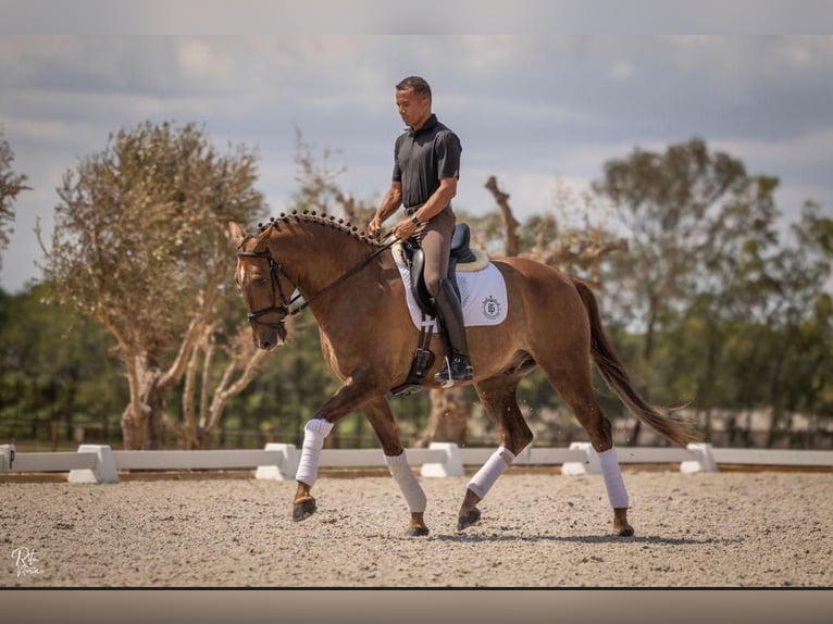 Lusitanien Hongre 5 Ans 167 cm Alezan in Cascais