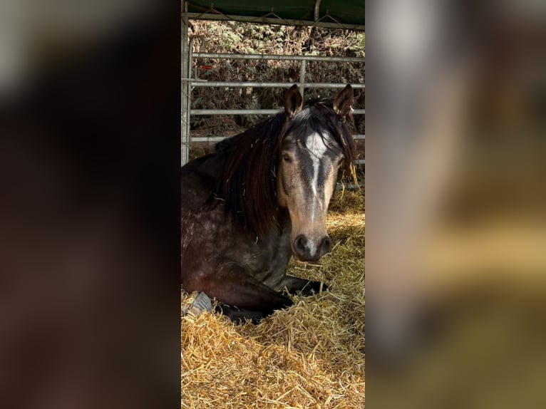 Lusitanien Croisé Hongre 5 Ans 168 cm Isabelle in Waiblingen