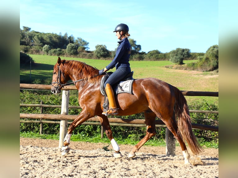 Lusitanien Hongre 5 Ans 170 cm Alezan in Ribamar