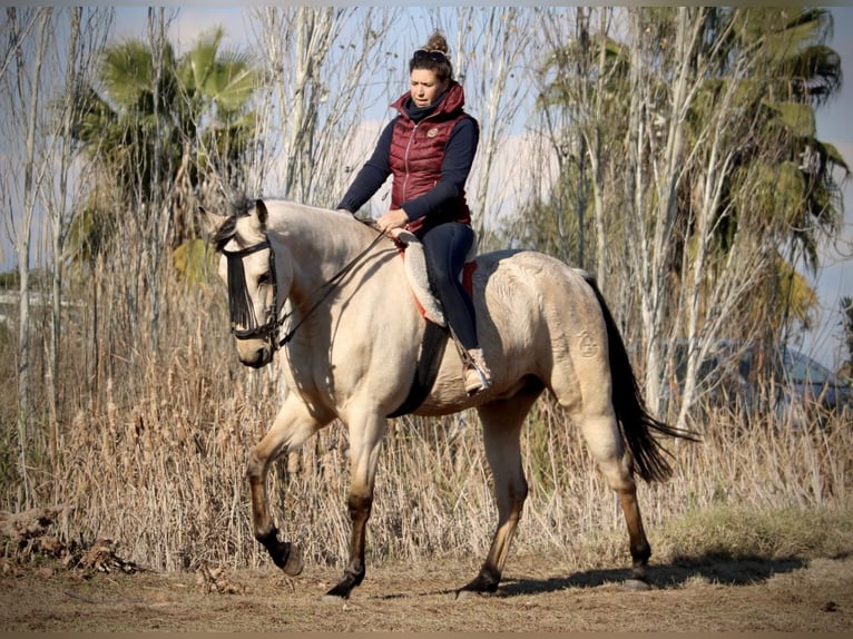 Lusitanien Croisé Hongre 5 Ans 170 cm Buckskin in Valencia