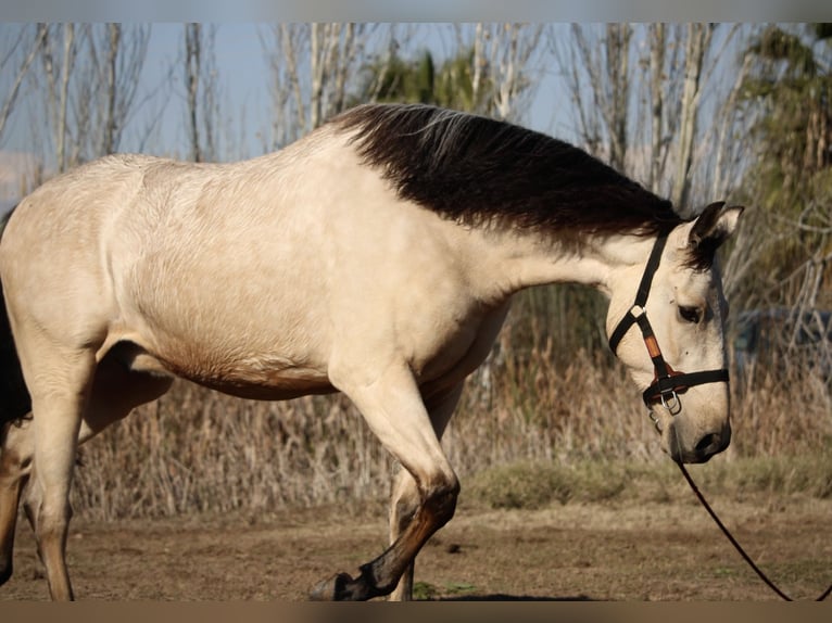 Lusitanien Croisé Hongre 5 Ans 170 cm Buckskin in Valencia