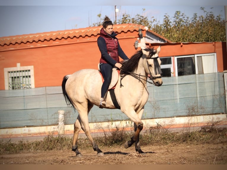 Lusitanien Croisé Hongre 5 Ans 170 cm Buckskin in Valencia