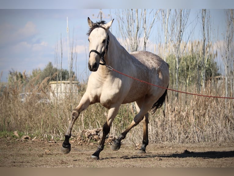 Lusitanien Croisé Hongre 5 Ans 170 cm Buckskin in Valencia