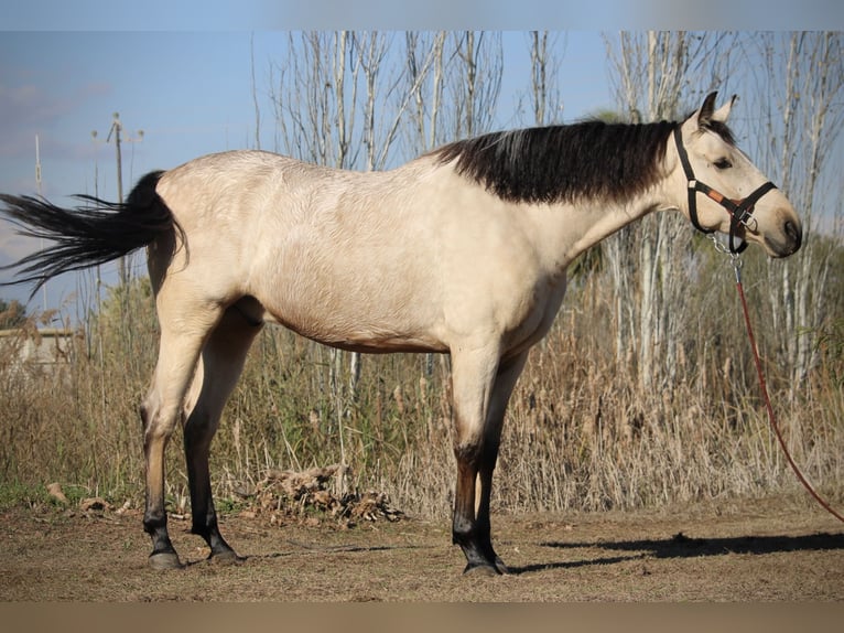 Lusitanien Croisé Hongre 5 Ans 170 cm Buckskin in Valencia