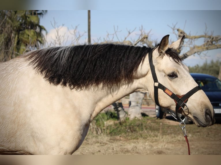 Lusitanien Croisé Hongre 5 Ans 170 cm Buckskin in Valencia