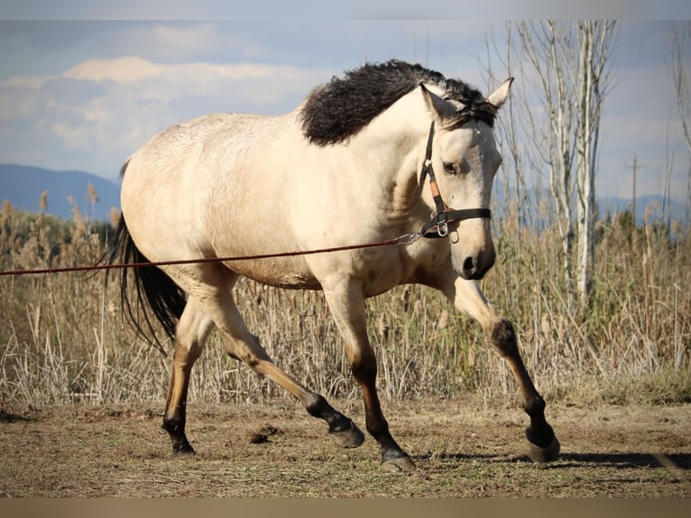 Lusitanien Croisé Hongre 5 Ans 170 cm Buckskin in Valencia