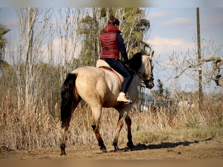 Lusitanien Croisé Hongre 5 Ans 170 cm Buckskin in Valencia