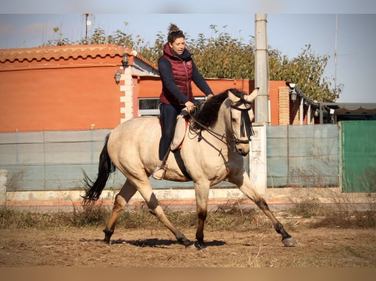 Lusitanien Croisé Hongre 5 Ans 170 cm Buckskin in Valencia