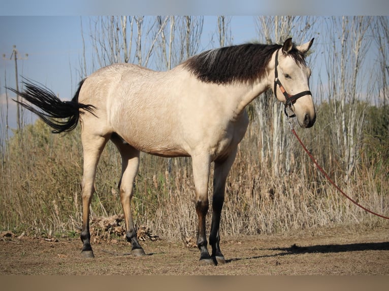 Lusitanien Croisé Hongre 5 Ans 170 cm Buckskin in Valencia