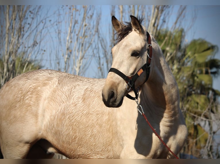 Lusitanien Croisé Hongre 5 Ans 170 cm Buckskin in Valencia