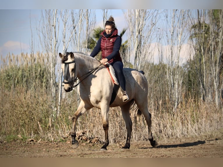 Lusitanien Croisé Hongre 5 Ans 170 cm Buckskin in Valencia