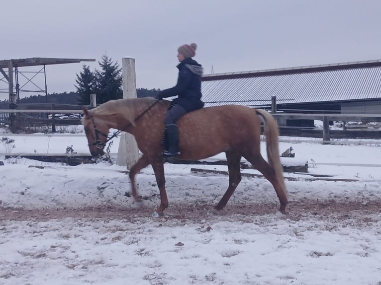 Lusitanien Hongre 5 Ans 173 cm Palomino in Heilsbronn