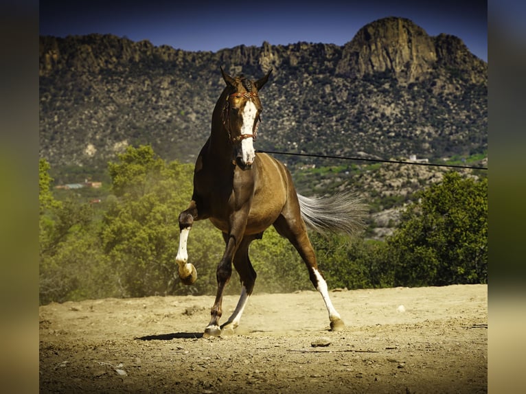 Lusitanien Croisé Hongre 5 Ans 174 cm Palomino in Madrid