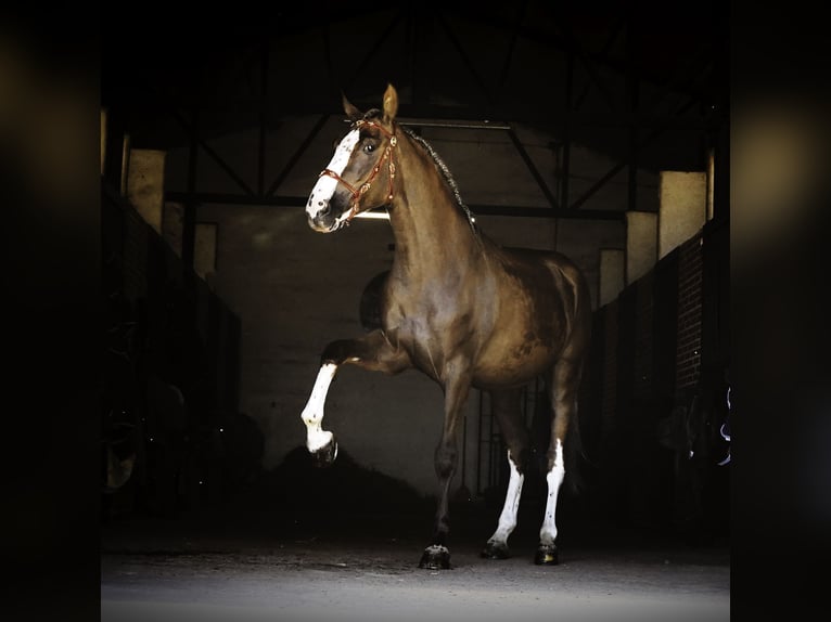 Lusitanien Croisé Hongre 5 Ans 174 cm Palomino in Madrid