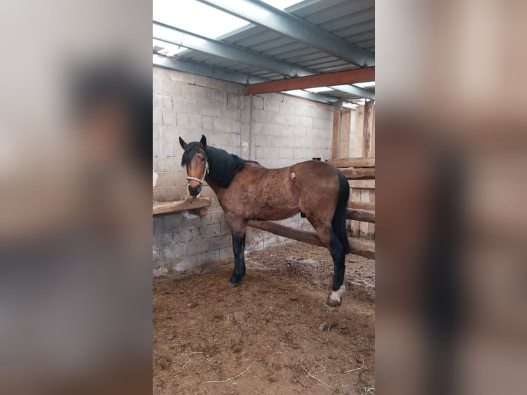 Lusitanien Croisé Hongre 5 Ans Bai in Bogarra