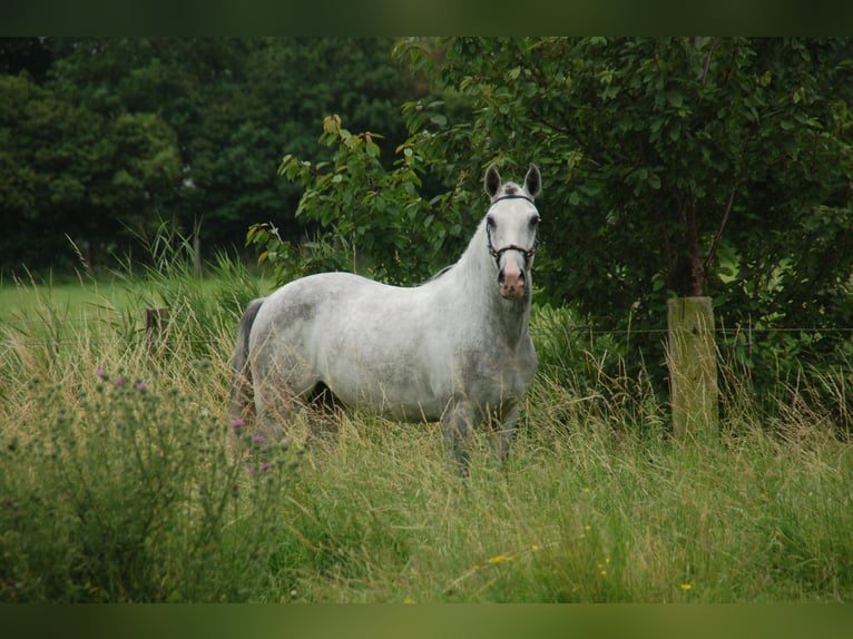 Lusitanien Hongre 6 Ans 152 cm Rouan bleu in Bredene