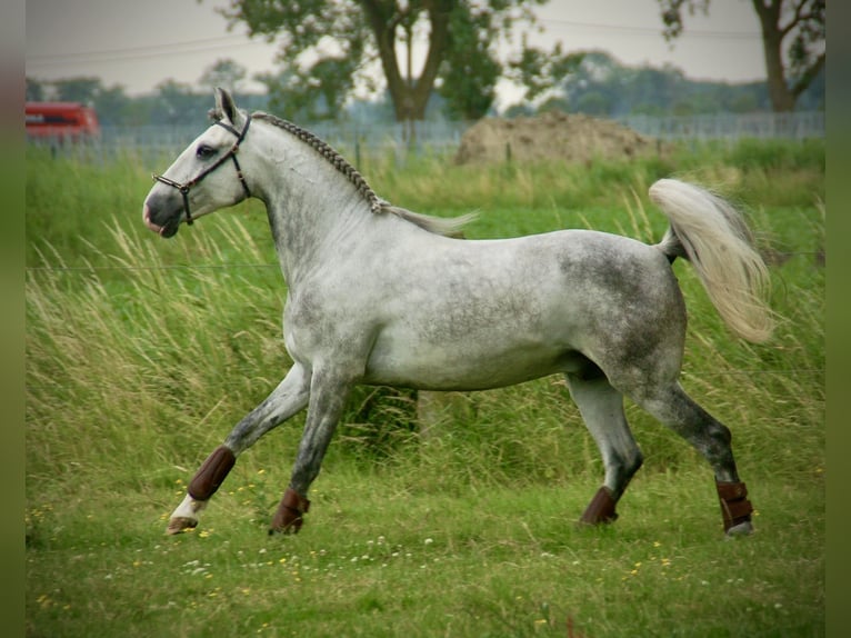 Lusitanien Hongre 6 Ans 152 cm Rouan bleu in Bredene