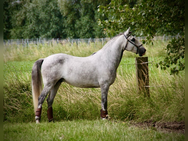 Lusitanien Hongre 6 Ans 152 cm Rouan bleu in Bredene