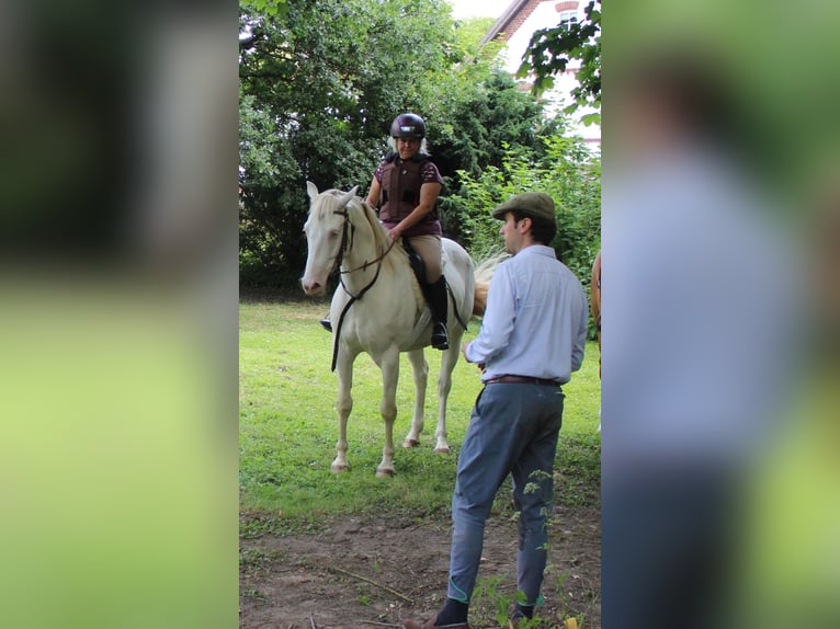 Lusitanien Croisé Hongre 6 Ans 153 cm Cremello in Fröndenberg