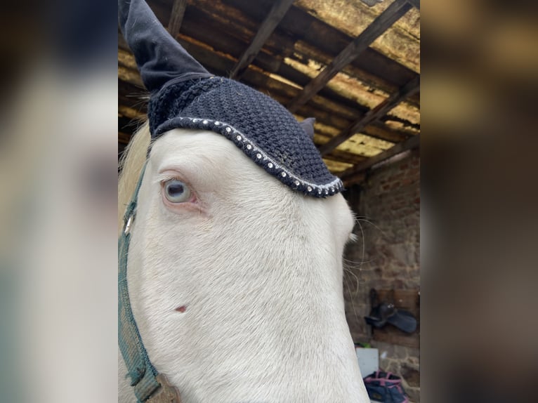 Lusitanien Croisé Hongre 6 Ans 153 cm Cremello in Fröndenberg