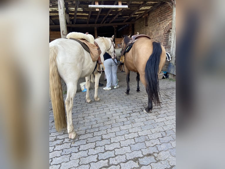 Lusitanien Croisé Hongre 6 Ans 153 cm Cremello in Fröndenberg