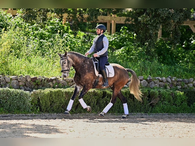 Lusitanien Hongre 6 Ans 154 cm Gris in Ronda