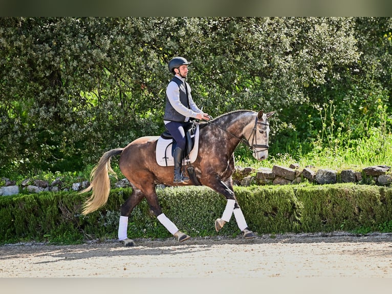 Lusitanien Hongre 6 Ans 154 cm Gris in Ronda