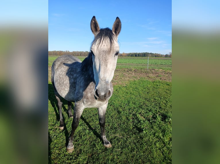 Lusitanien Croisé Hongre 6 Ans 154 cm Gris pommelé in Bergkirchen