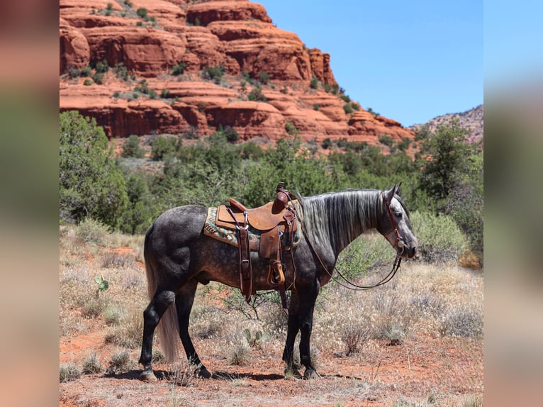 Lusitanien Hongre 6 Ans 155 cm Gris in Camp Verde