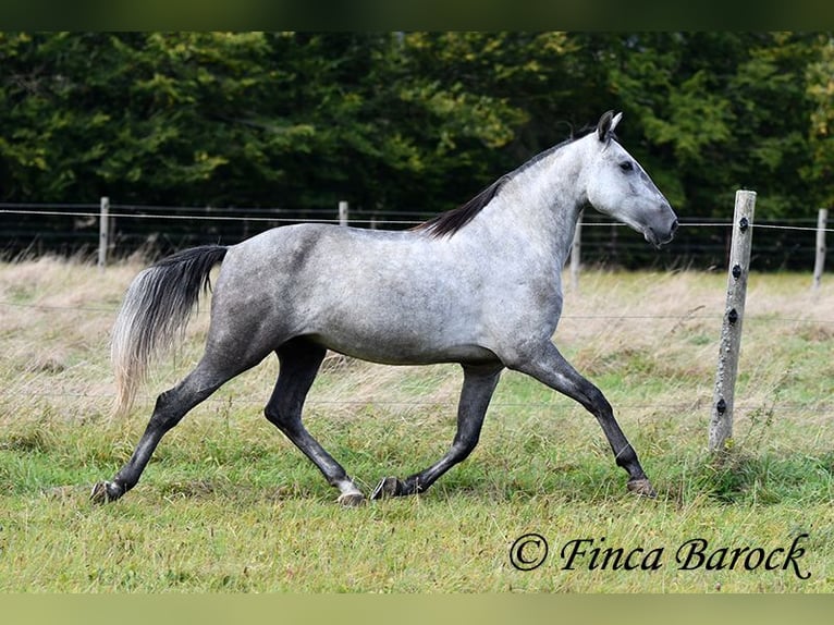 Lusitanien Hongre 6 Ans 157 cm Gris in Wiebelsheim