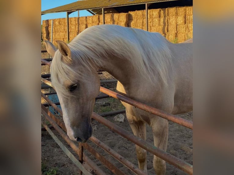 Lusitanien Hongre 6 Ans 157 cm Palomino in Martfeld