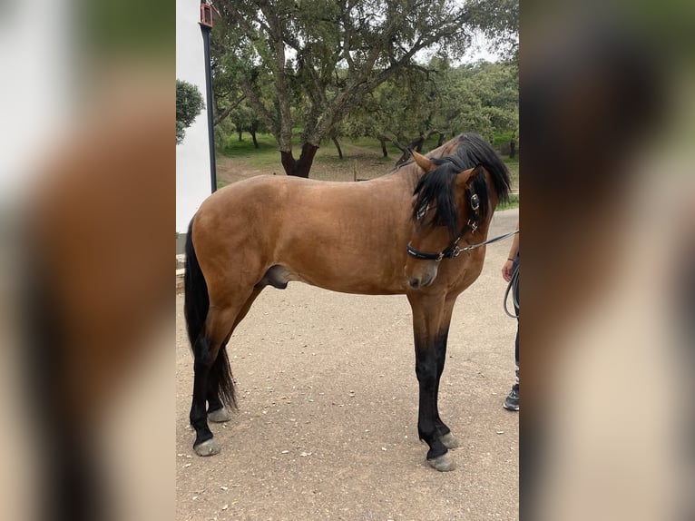 Lusitanien Hongre 6 Ans 158 cm Bai in Vila Viçosa