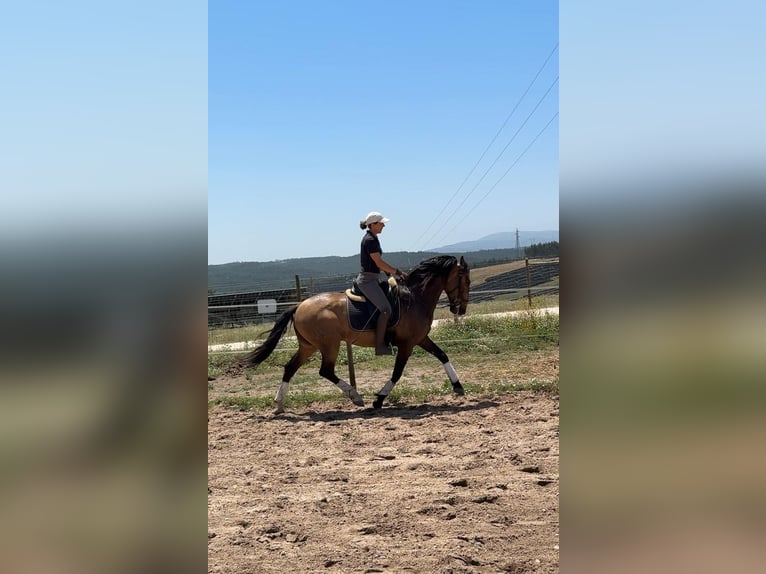 Lusitanien Hongre 6 Ans 158 cm Buckskin in Rio Maior