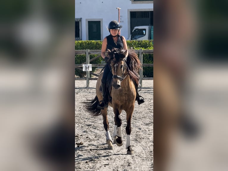 Lusitanien Hongre 6 Ans 158 cm Buckskin in Rio Maior