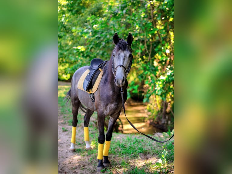 Lusitanien Croisé Hongre 6 Ans 158 cm Peut devenir gris in Finsing