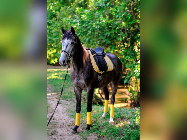 Lusitanien Croisé Hongre 6 Ans 158 cm Peut devenir gris in Finsing