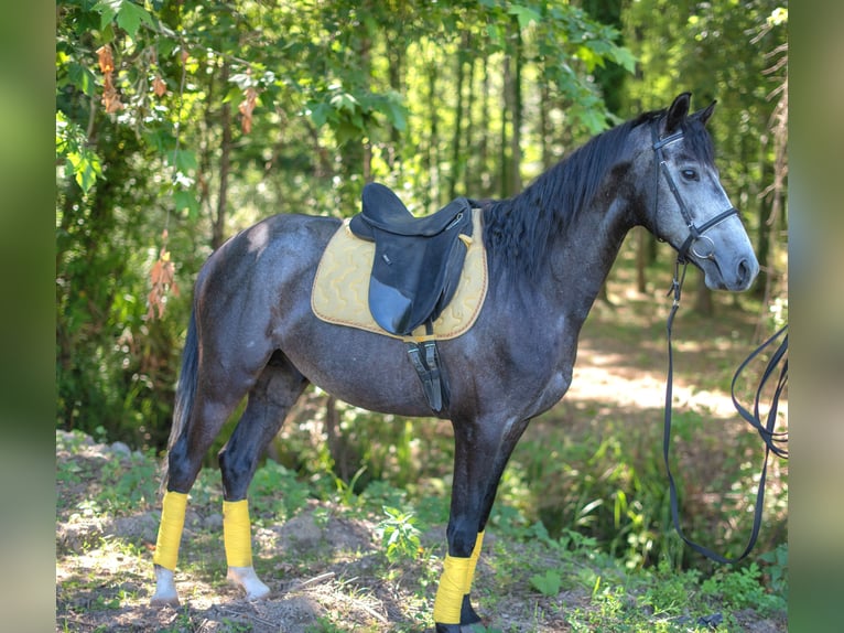 Lusitanien Croisé Hongre 6 Ans 158 cm Peut devenir gris in Finsing