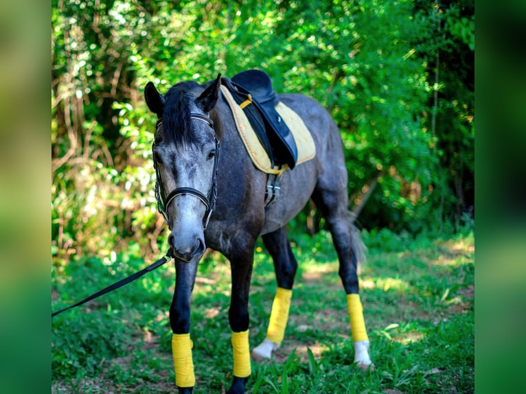 Lusitanien Croisé Hongre 6 Ans 158 cm Peut devenir gris in Finsing