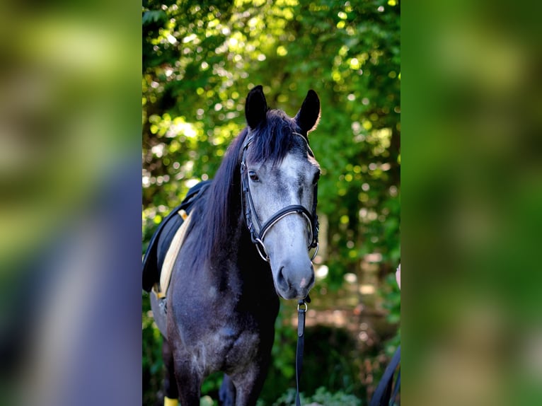 Lusitanien Croisé Hongre 6 Ans 158 cm Peut devenir gris in Finsing