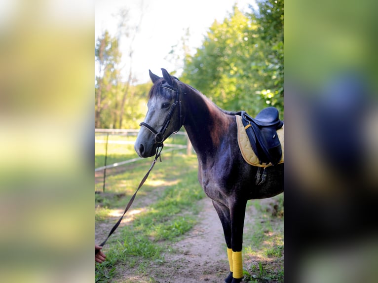 Lusitanien Croisé Hongre 6 Ans 158 cm Peut devenir gris in Finsing