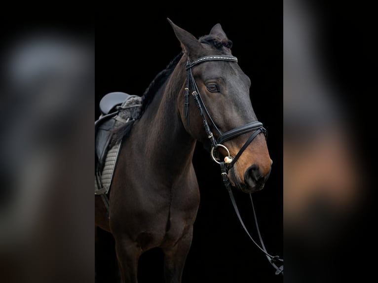 Lusitanien Hongre 6 Ans 159 cm Bai brun foncé in Daldorf