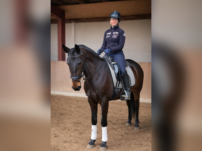 Lusitanien Hongre 6 Ans 159 cm Bai brun foncé in Daldorf