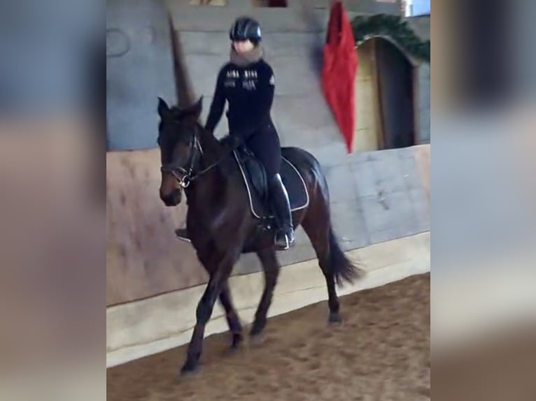 Lusitanien Hongre 6 Ans 159 cm Bai brun foncé in Daldorf