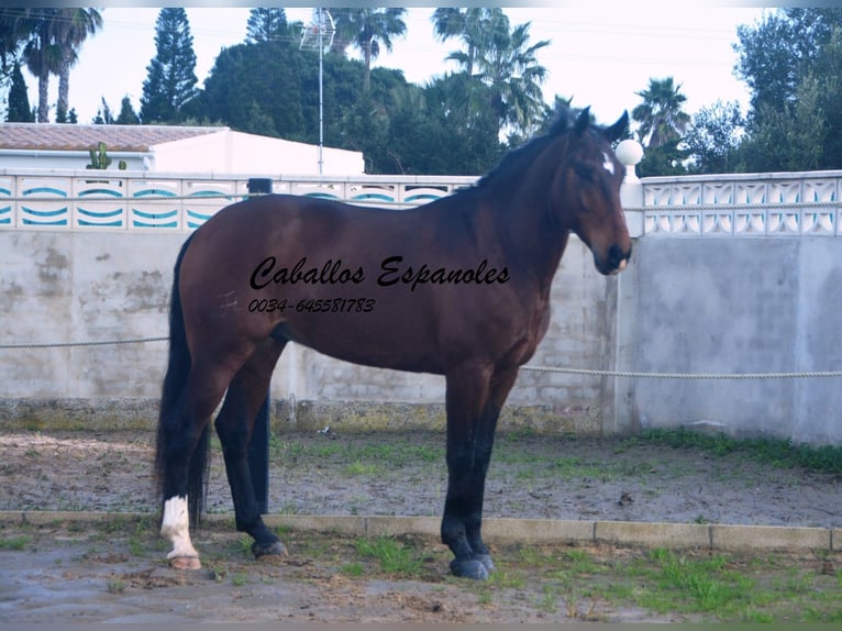 Lusitanien Hongre 6 Ans 159 cm Bai brun in Vejer de la Frontera
