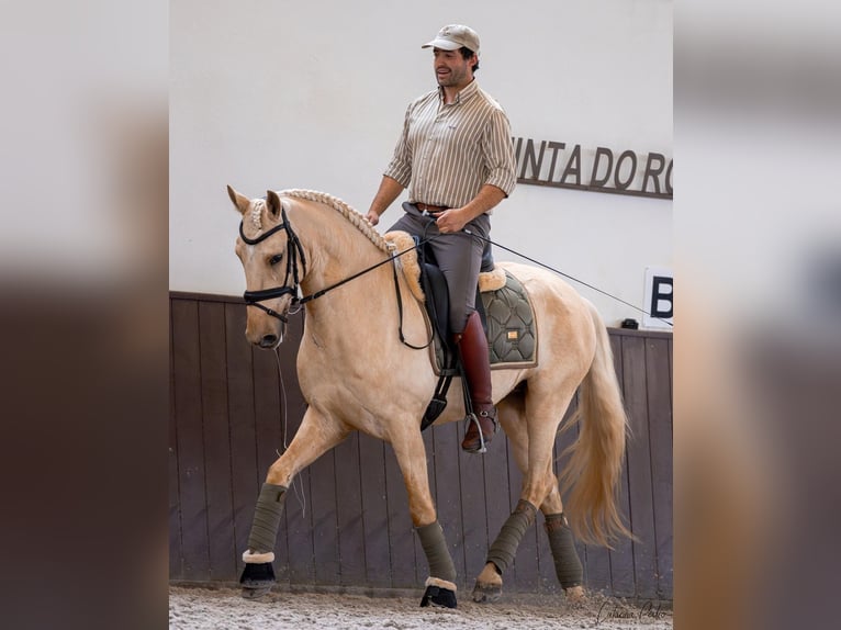 Lusitanien Hongre 6 Ans 159 cm Palomino in Rio Maior