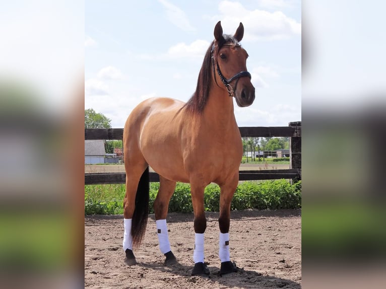 Lusitanien Hongre 6 Ans 160 cm Buckskin in Maldegem