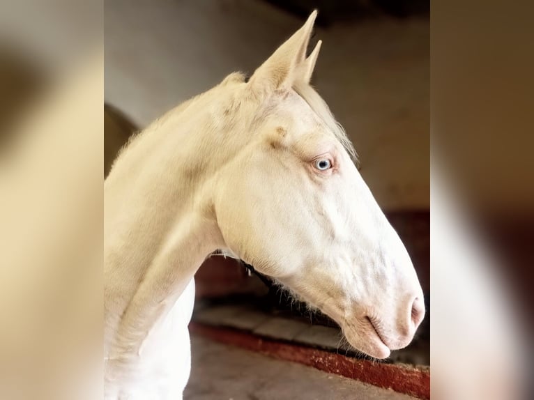 Lusitanien Hongre 6 Ans 160 cm Cremello in Kastilien